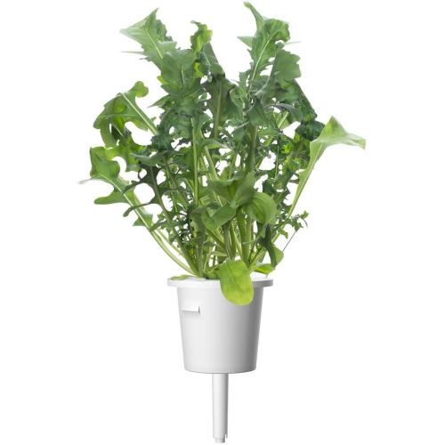 Click and Grow Smart Garden Refill 3-pack - Arugula