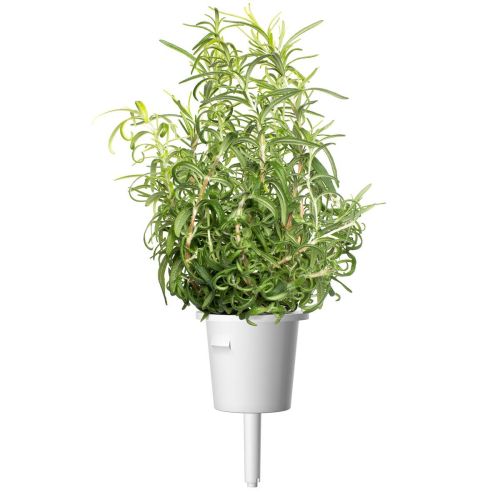 Click and Grow Smart Garden Refill 3-pack - Rosemary